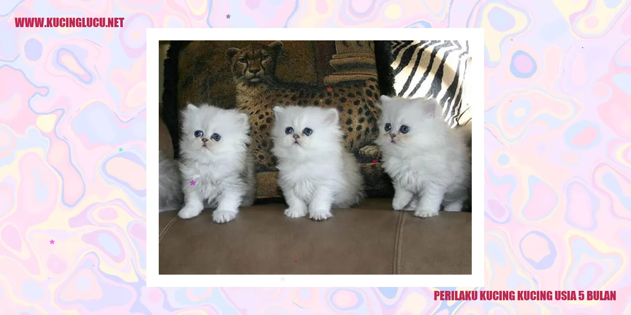 Perilaku Kucing Usia 5 Bulan