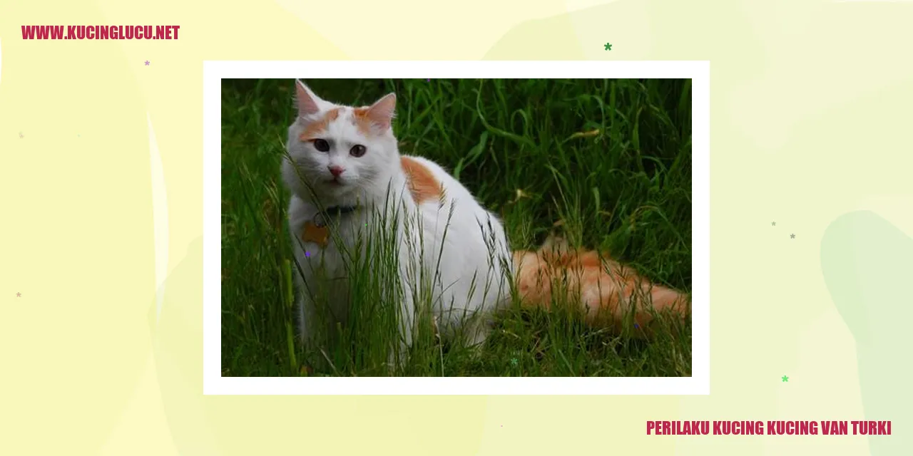 Kucing Kucing Van Turki
