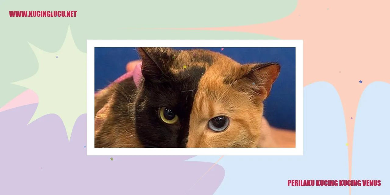 Kucing-kucing Venus yang Menarik