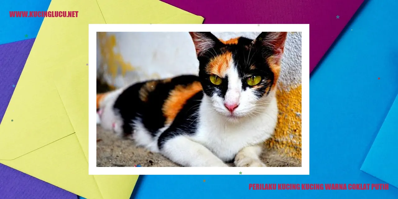 Foto Kucing Warna Coklat Putih