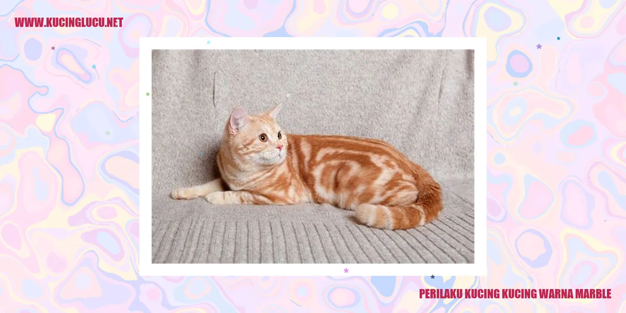 Gambar Perilaku Kucing Warna Marble