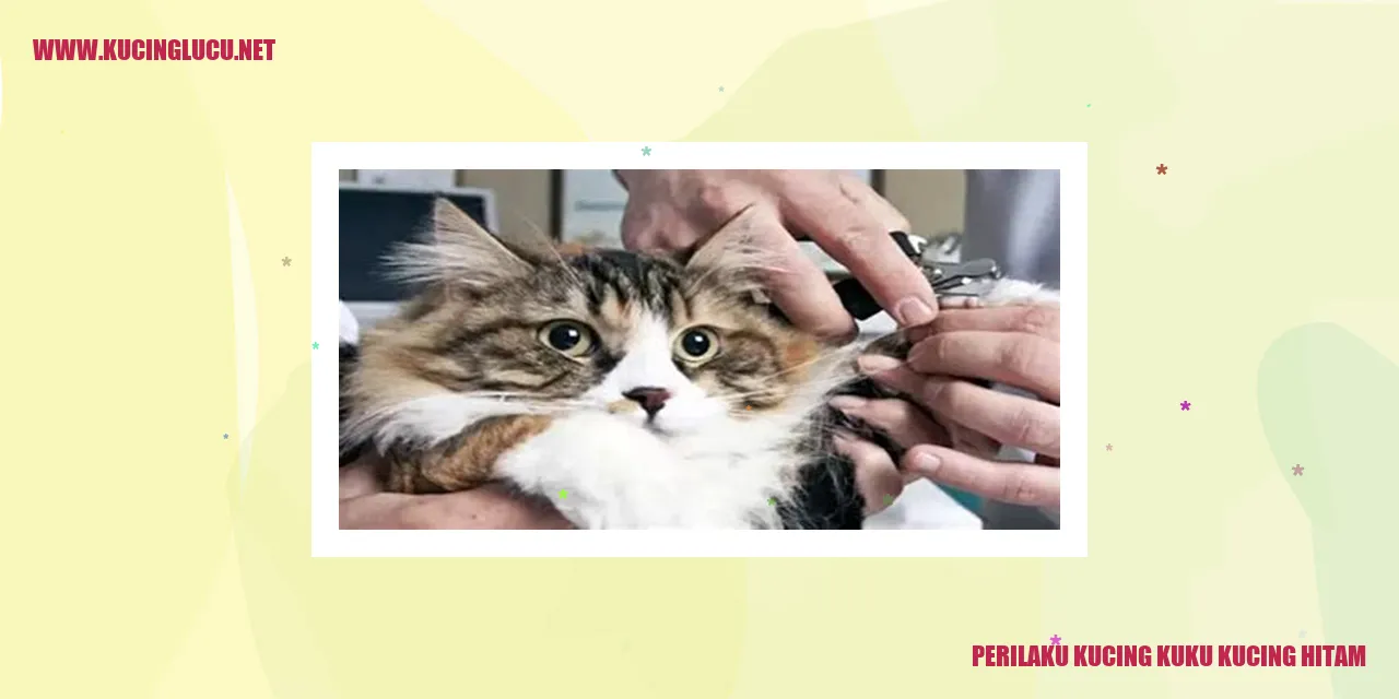 Perilaku Kucing Kuku Kucing Hitam