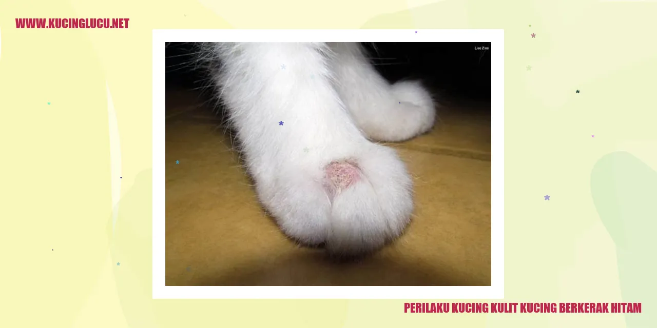 Kucing kulit kucing berkerak hitam
