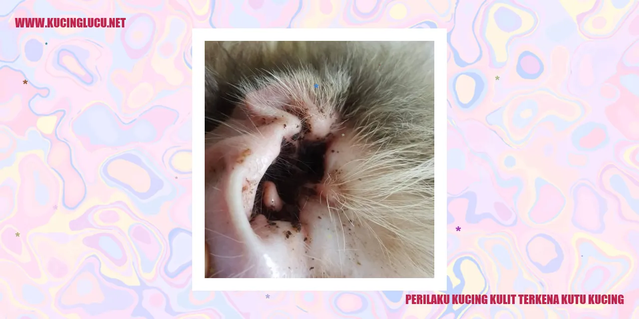 Perilaku Kucing Terinfeksi Kutu Kucing