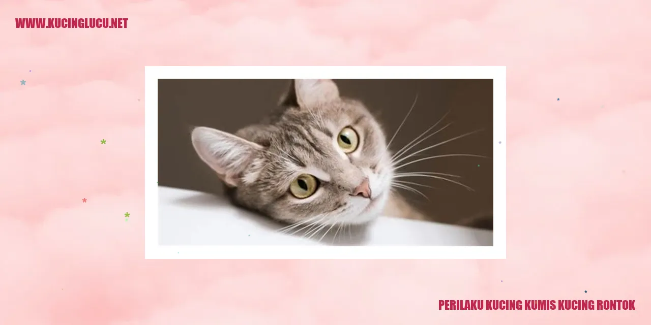 Perilaku Kucing Kumis Ketika Kucing Rontok