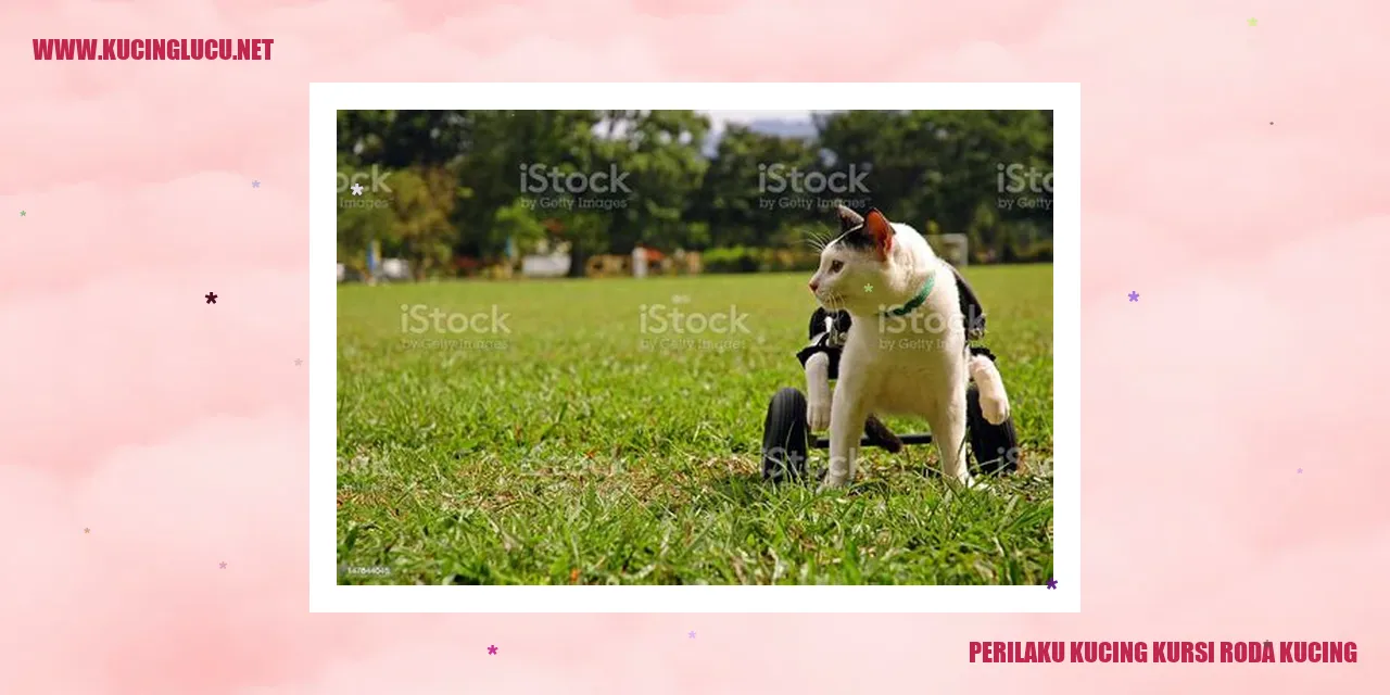 Perilaku Kucing Kursi Roda Kucing