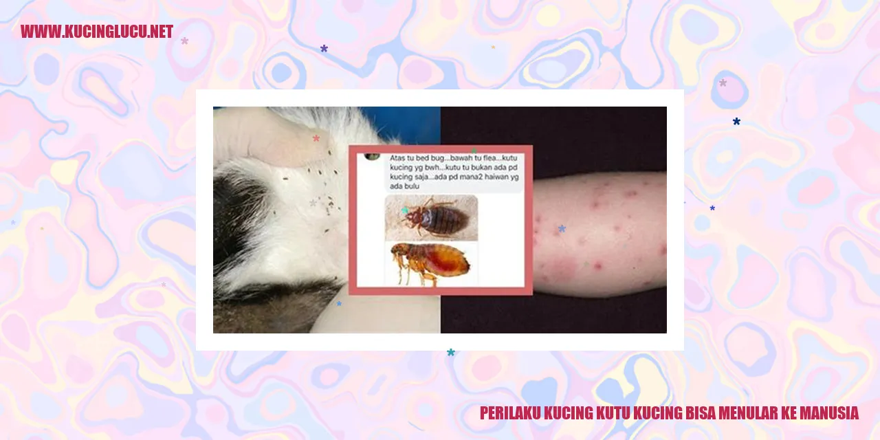 Kucing kutu kucing bisa menular ke manusia