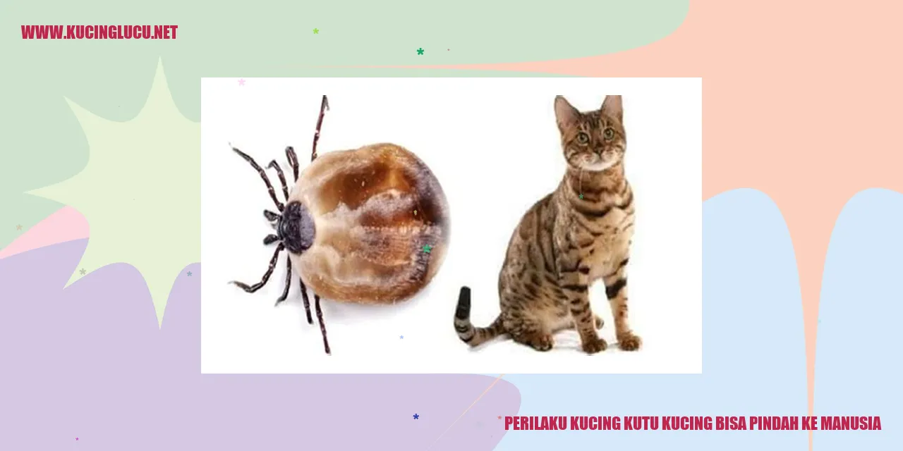 Perilaku Kucing Kutu Kucing Bisa Pindah ke Manusia