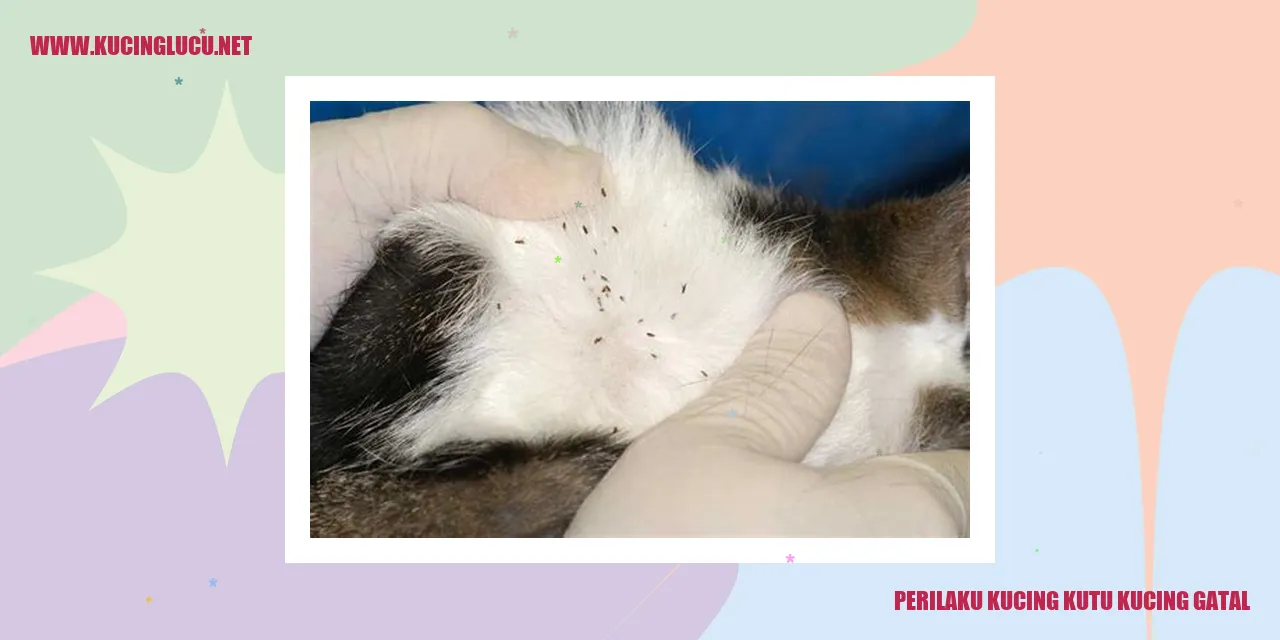 Kucing kutu kucing gatal