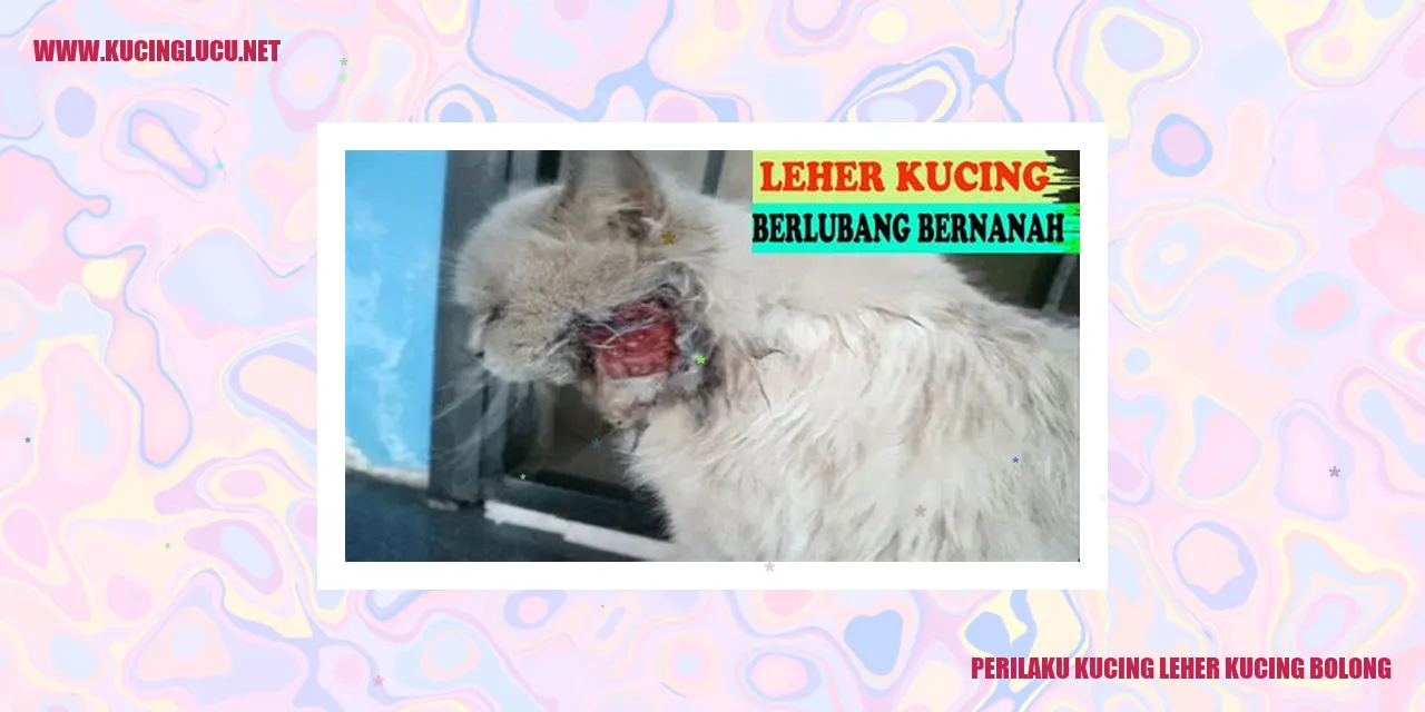 Kucing Leher Kucing Bolong