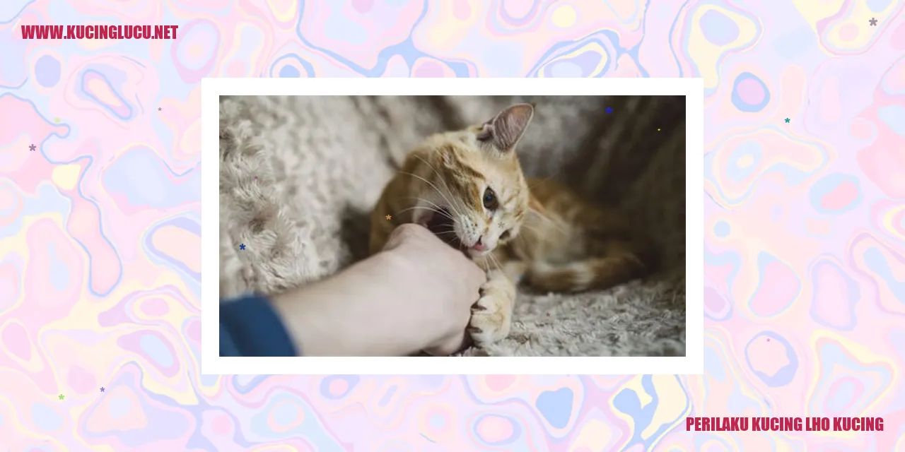 Perilaku Kucing