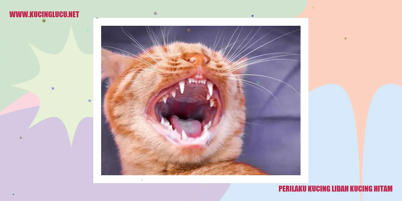 Kucing lidah kucing hitam