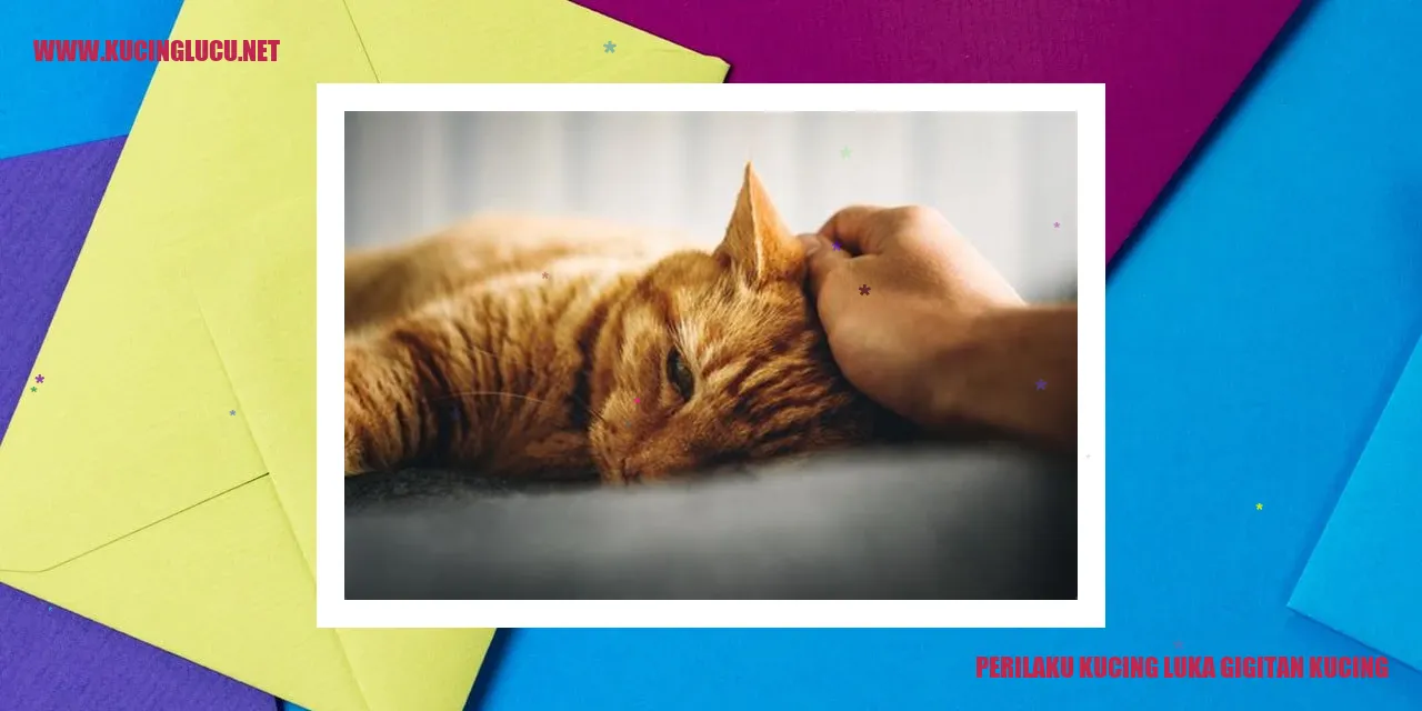 Perilaku Kucing luka gigitan kucing