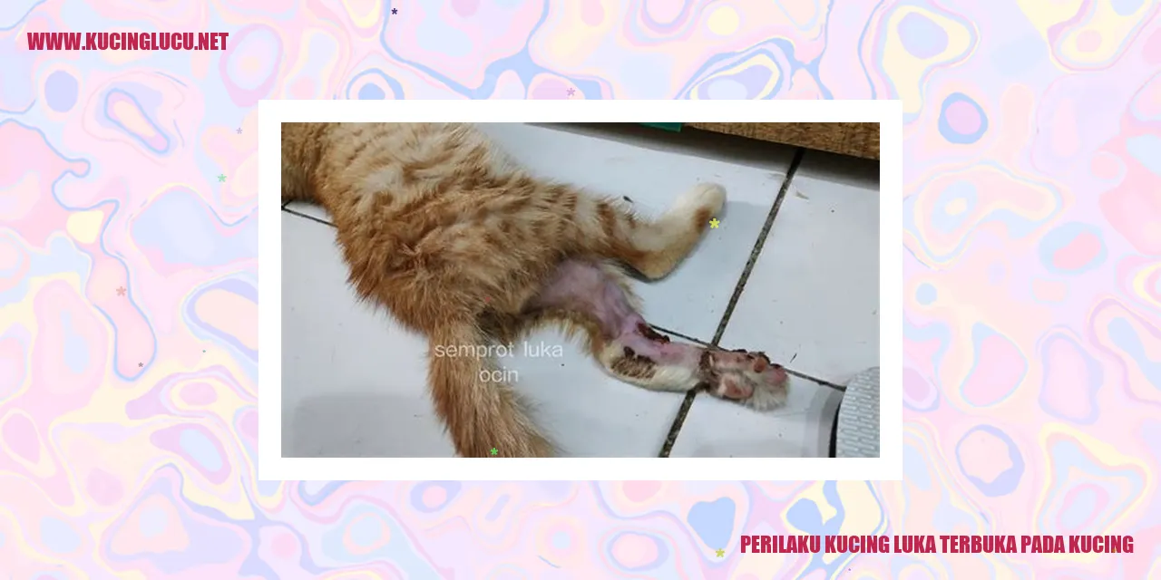 Perilaku Kucing luka terbuka pada kucing