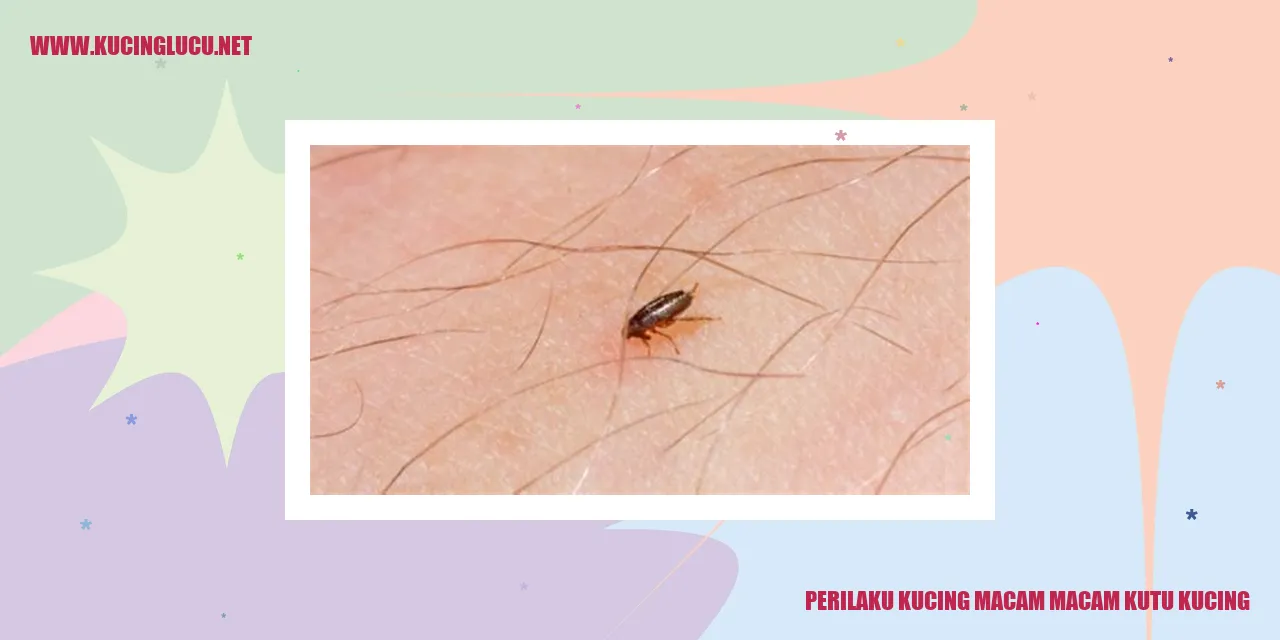 Kucing dan Kutu Kucing