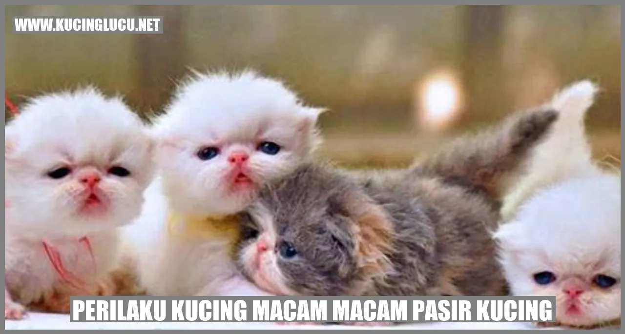 Gambar Kucing Menggunakan Pasir Kucing