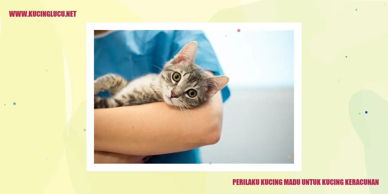 Perilaku Kucing Madu untuk Kucing Keracunan