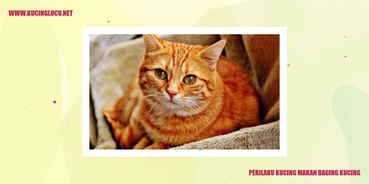 gambar kucing makan daging