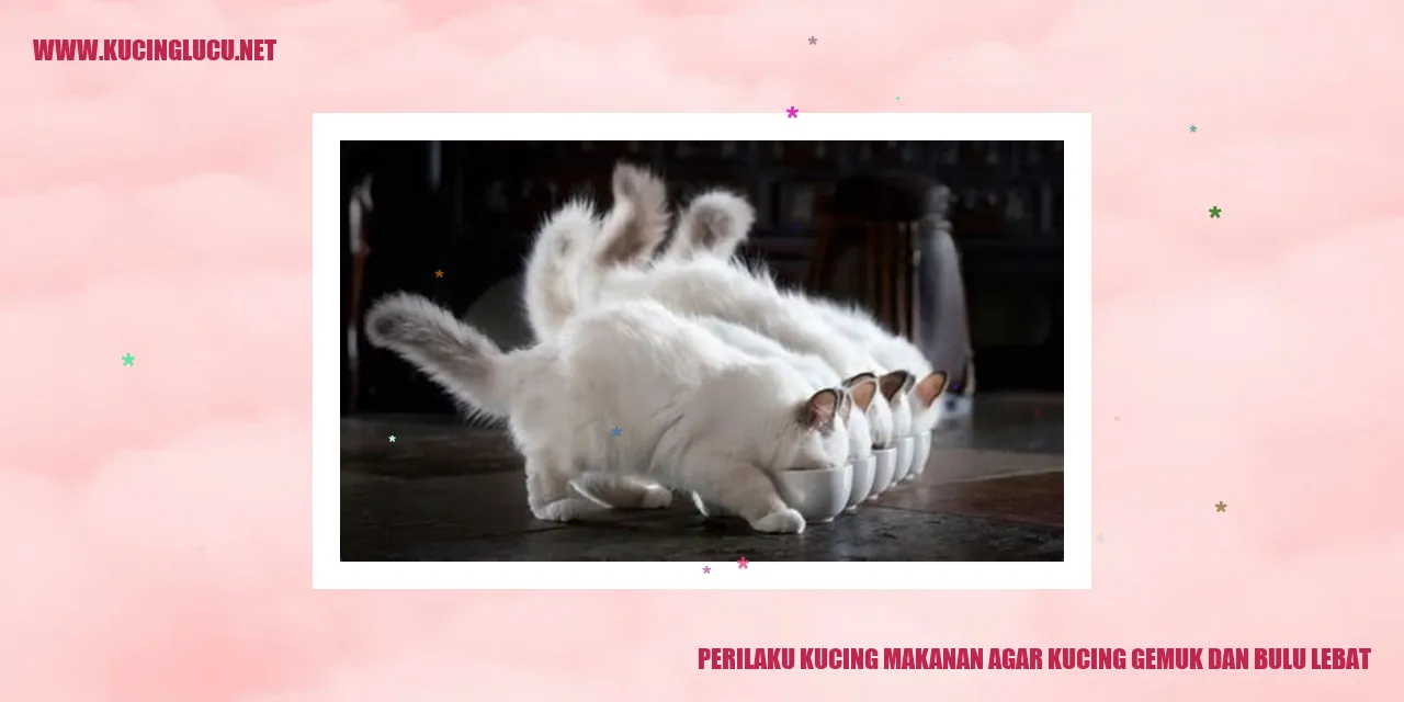 Perilaku Kucing makanan agar kucing gemuk dan bulu lebat