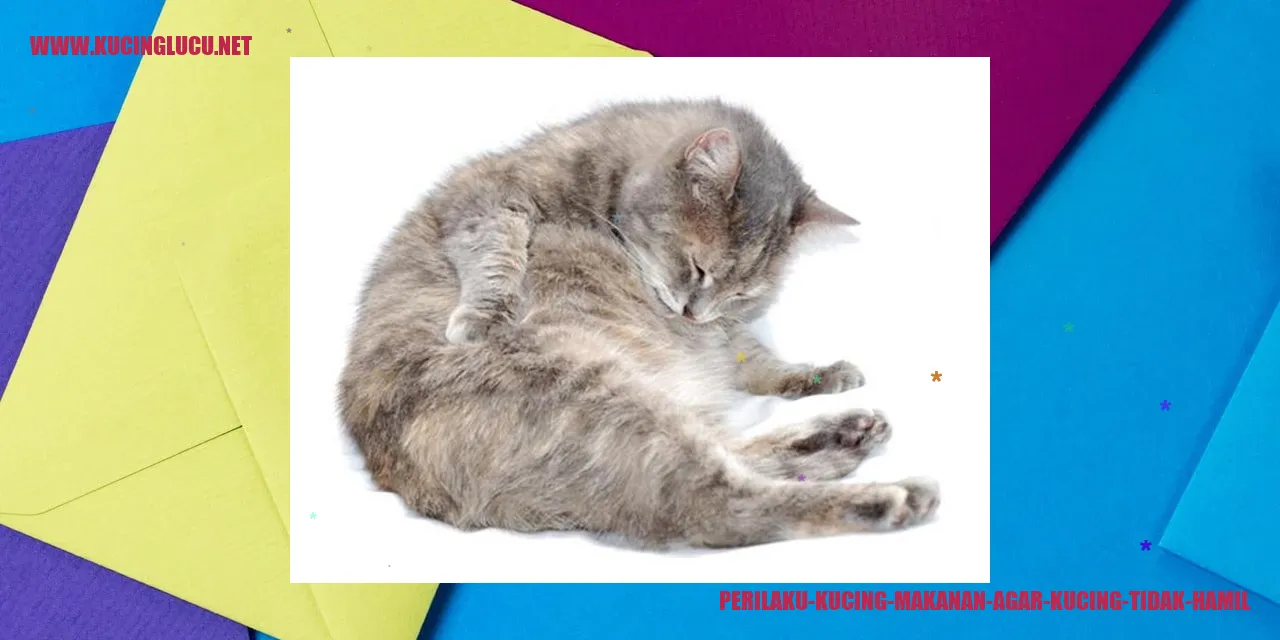 Perilaku Kucing makanan agar kucing tidak hamil