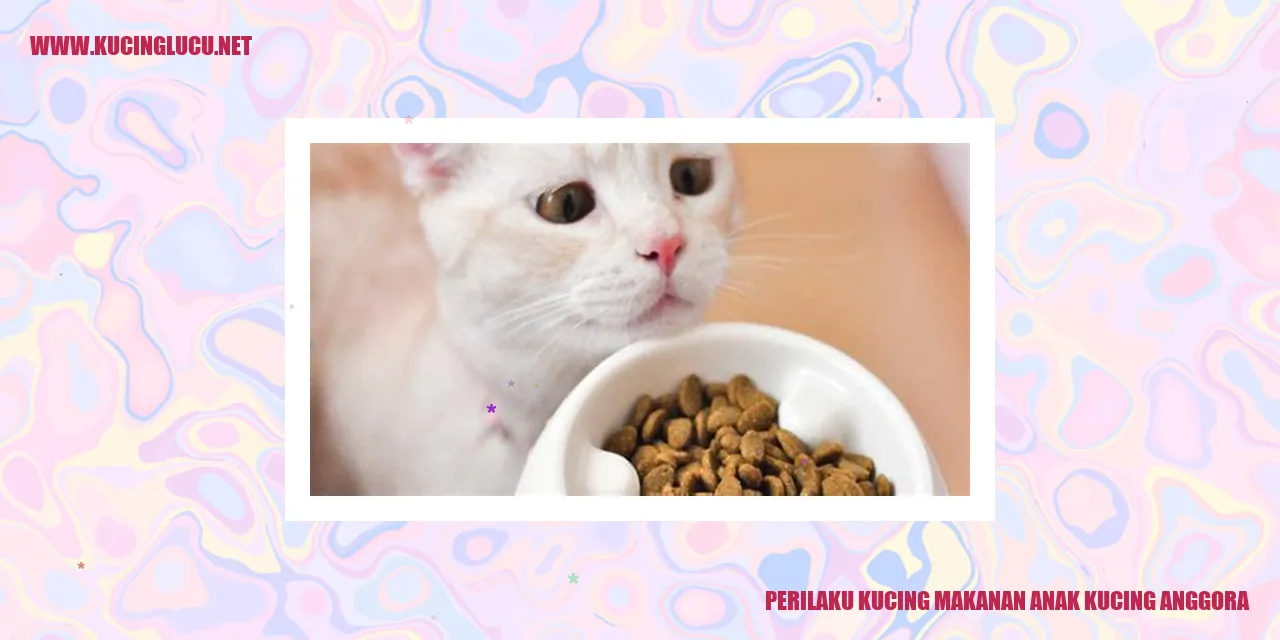 Kucing Makanan Anak Kucing Anggora