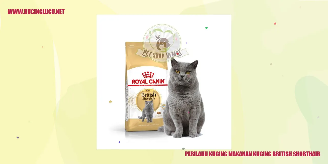 Perilaku Makan Kucing British Shorthair