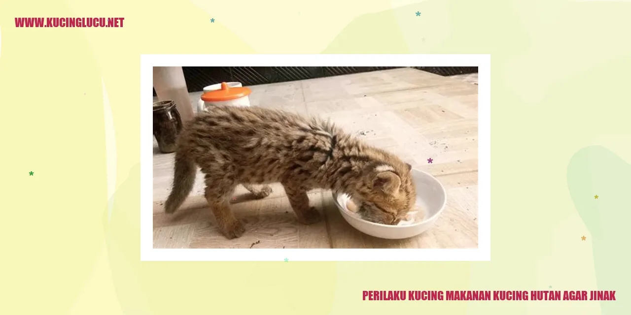 Perilaku Kucing makanan kucing hutan agar jinak