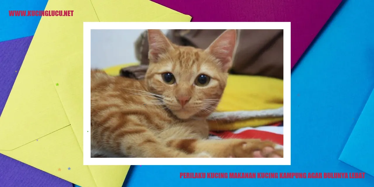Kucing dengan bulu lebat