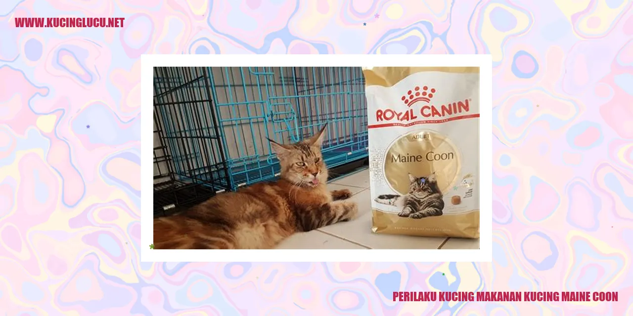 Perilaku Kucing makanan kucing maine coon