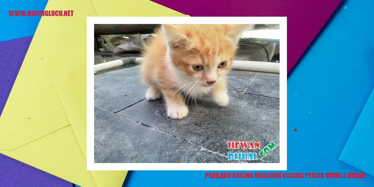 Gambar Kucing Persia