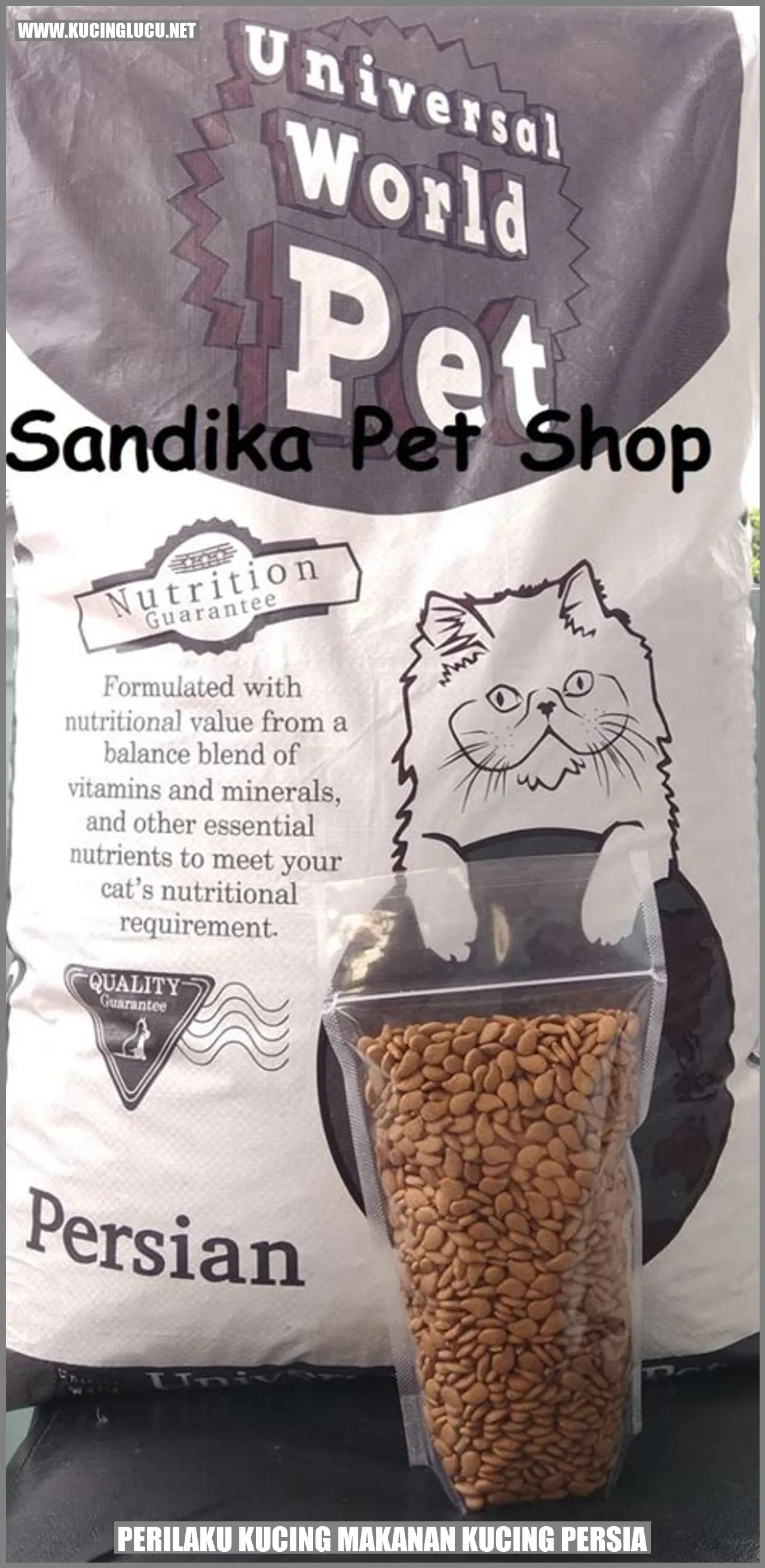 Gambar kucing persia