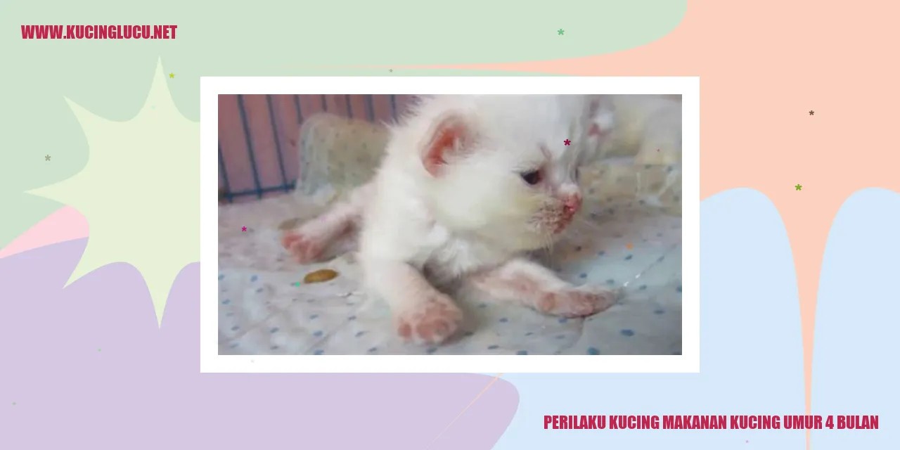 Perilaku Kucing Makanan Kucing Umur 4 Bulan