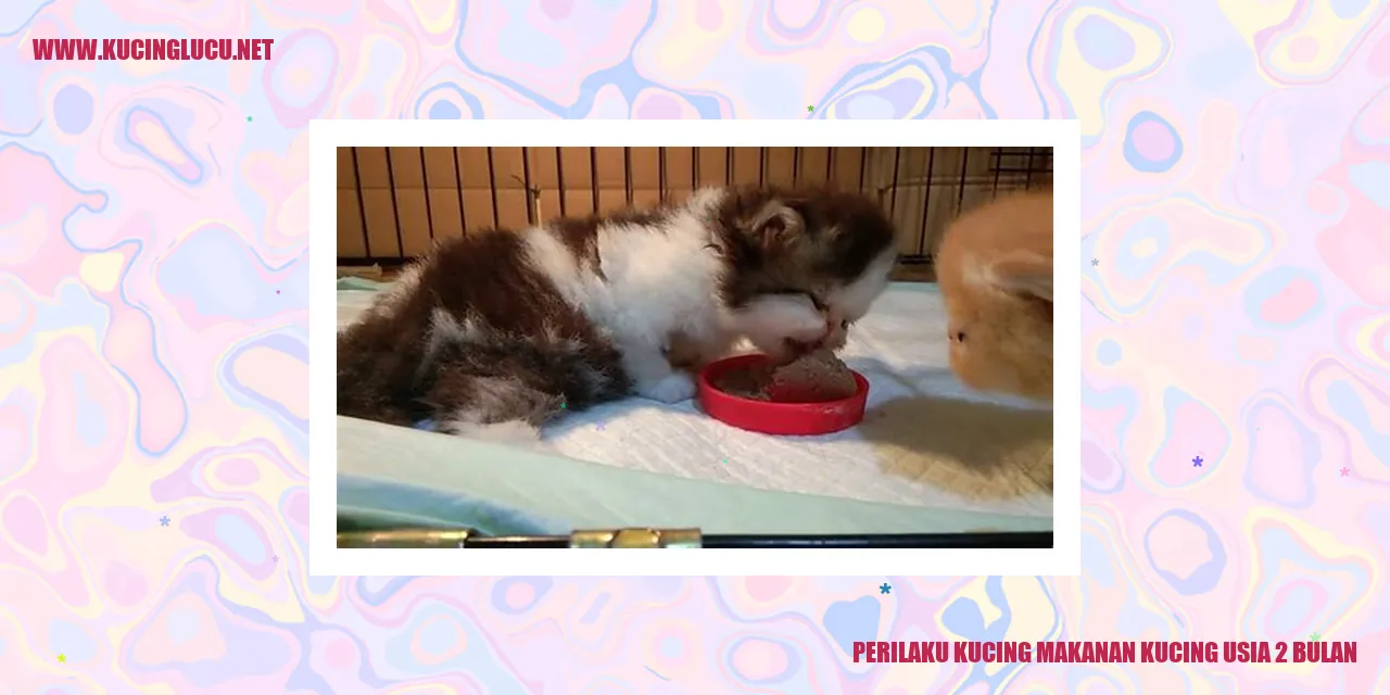 Perilaku Kucing Makanan Kucing Usia 2 Bulan