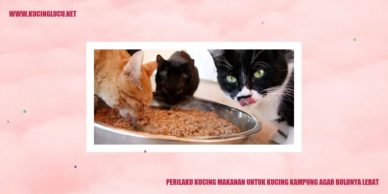 Gambar Kucing Kampung
