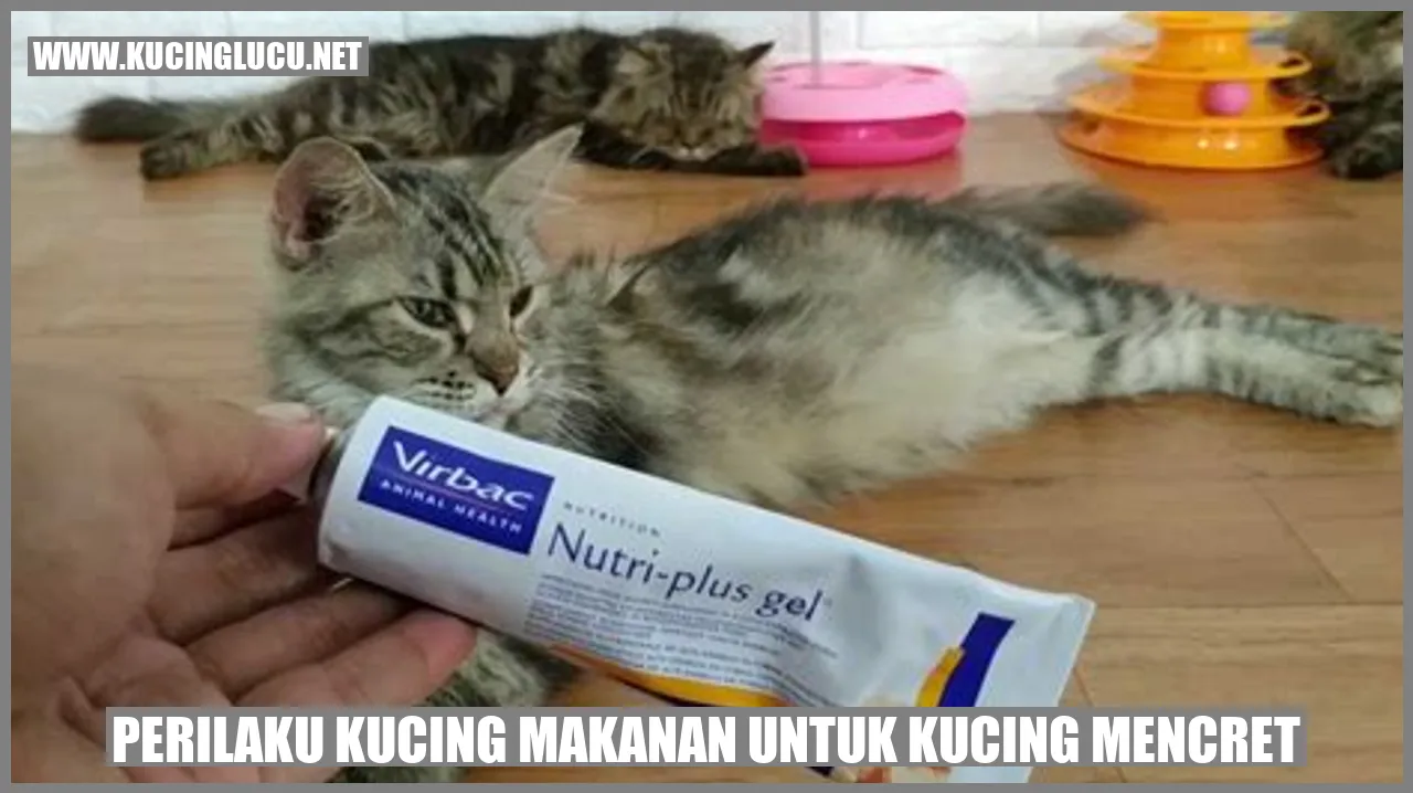 Perilaku Kucing makanan untuk kucing mencret