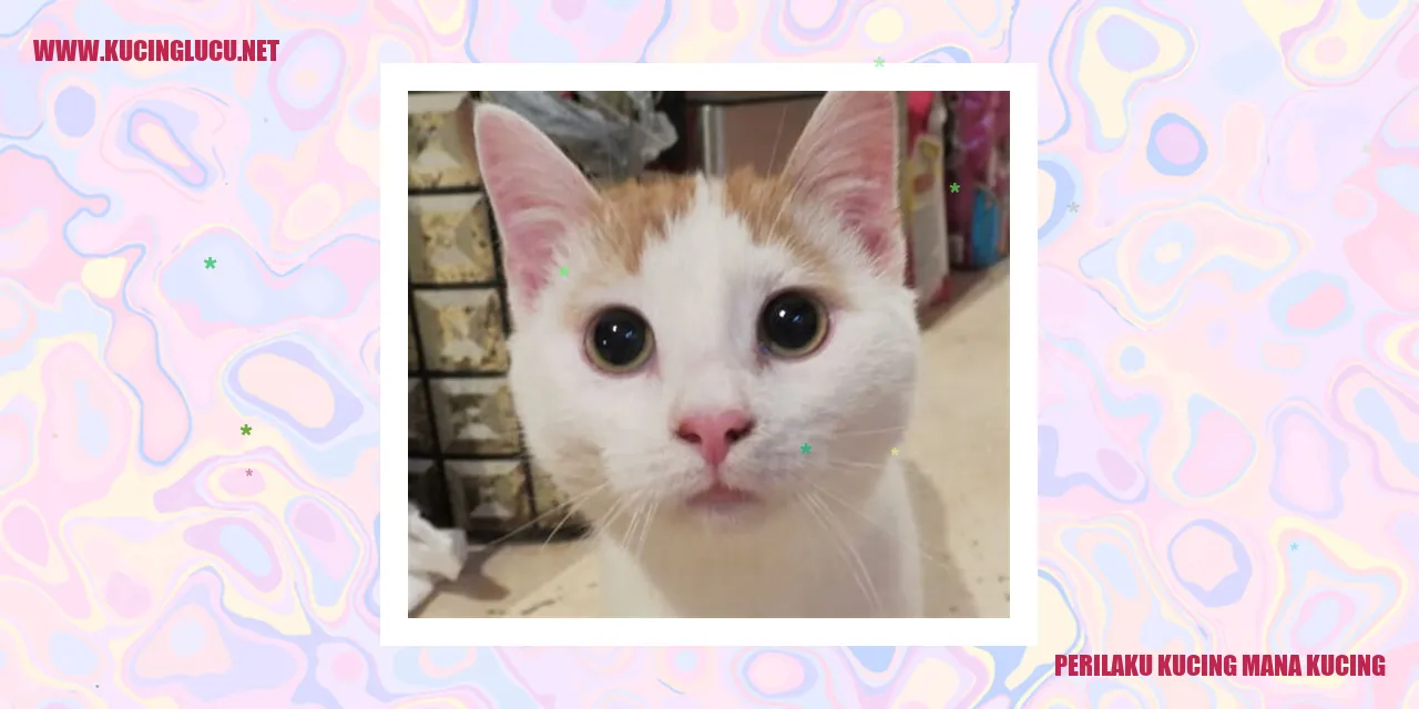 Perilaku Kucing mana kucing