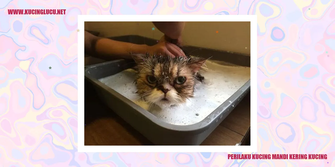Kucing Mandi Kering