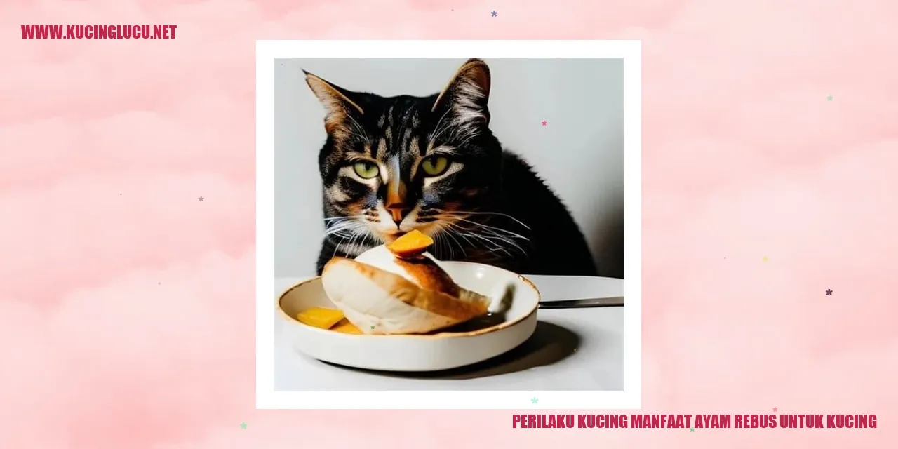 Kucing Menikmati Ayam Rebus