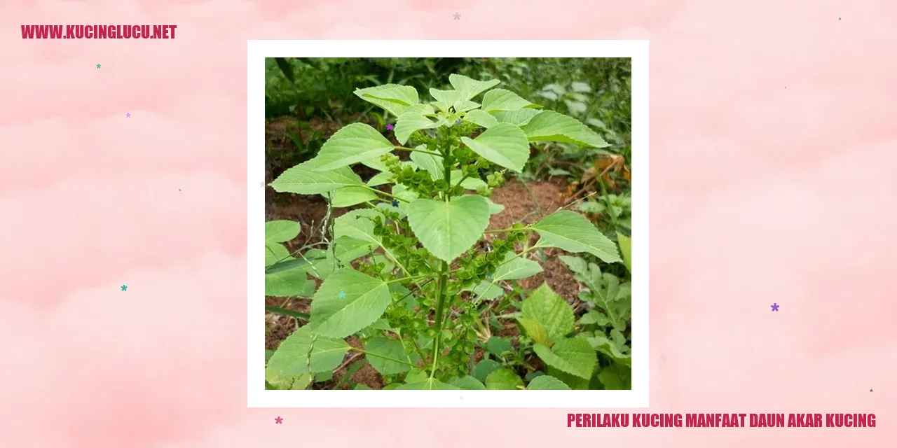 Gambar Kucing yang Menggemari Daun Akar Kucing