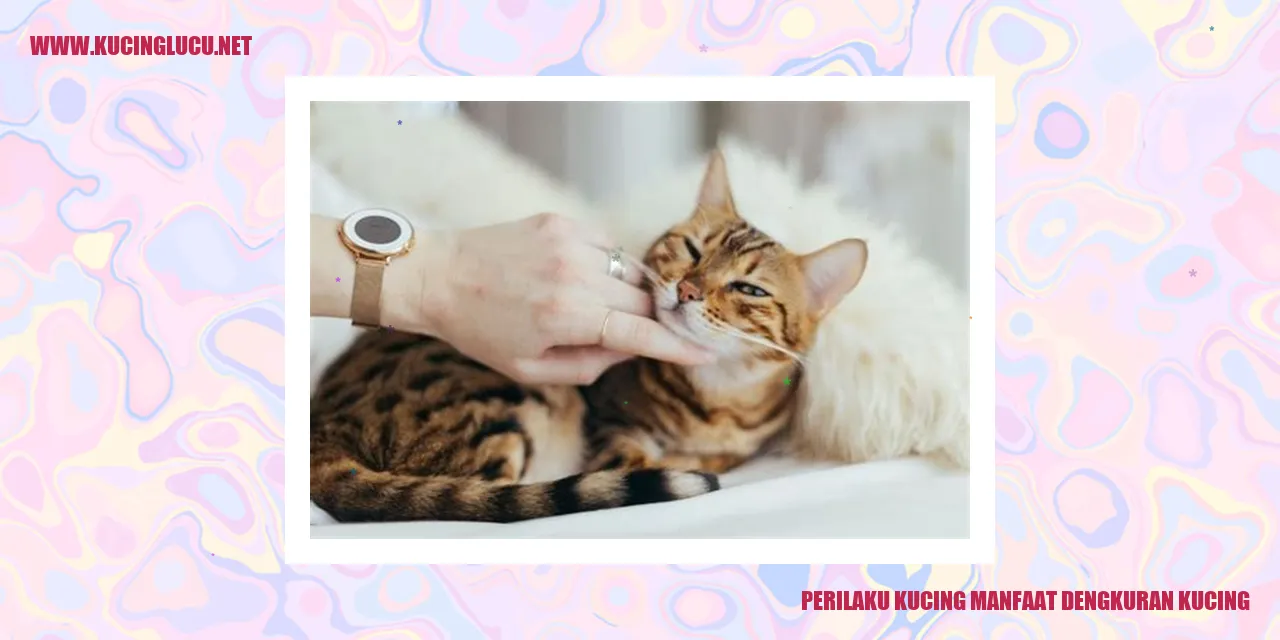 foto kucing sedang dengkur