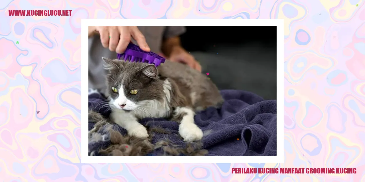Kucing sedang dirawat