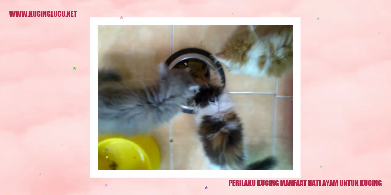 Perilaku Kucing Manfaat Hati Ayam Untuk Kucing