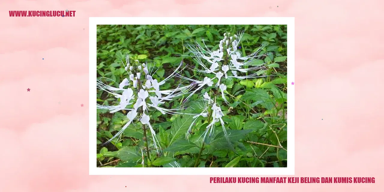 Perilaku Kucing manfaat keji beling dan kumis kucing