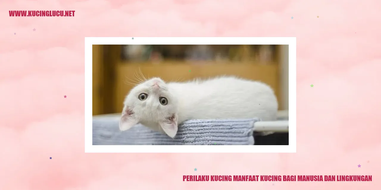 Perilaku Kucing