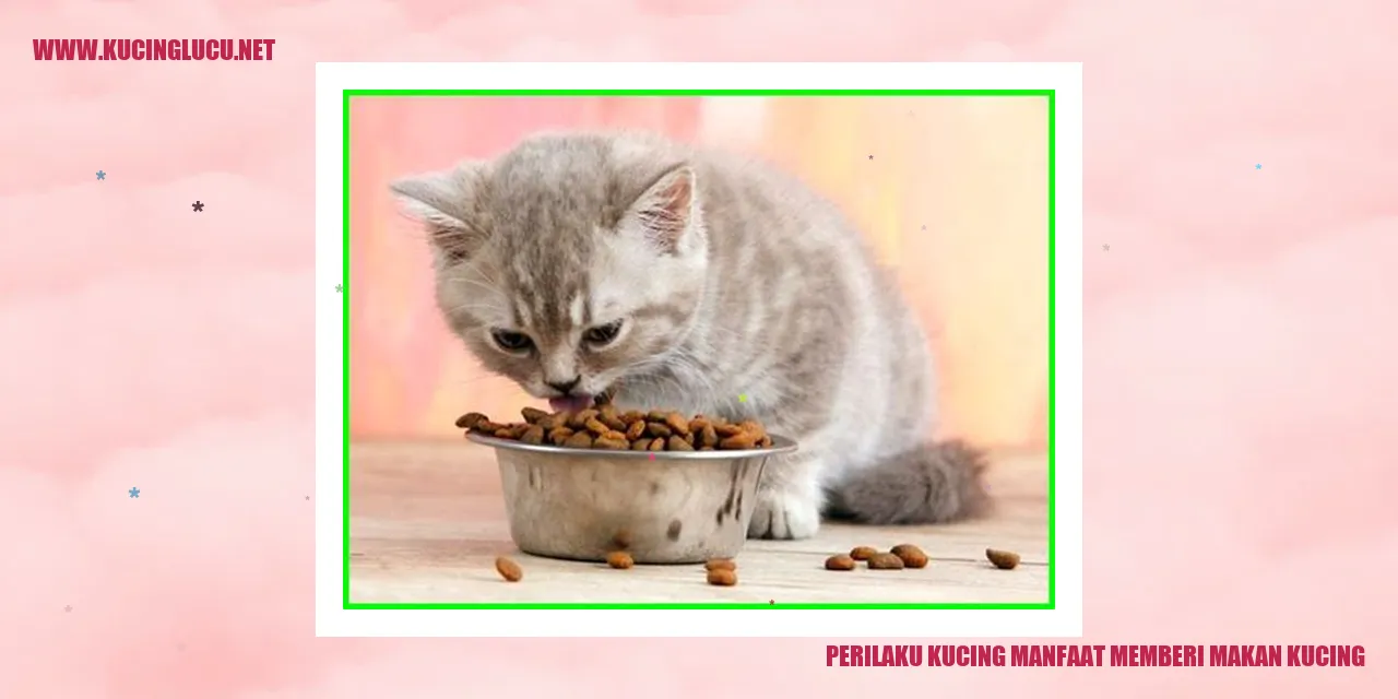 Perilaku Kucing Manfaat Memberi Makan Kucing