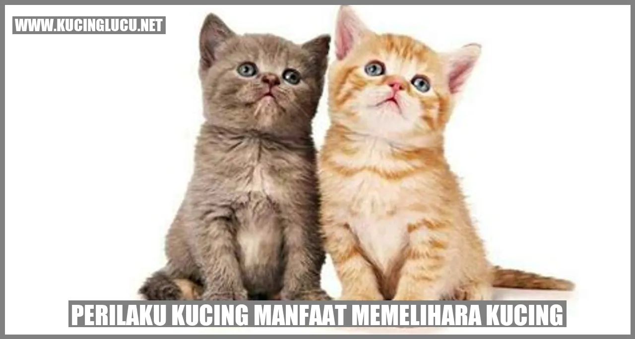 Perilaku Kucing manfaat memelihara kucing