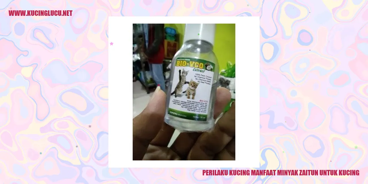 Perilaku Kucing dan Keuntungan Minyak Zaitun untuk Kucing