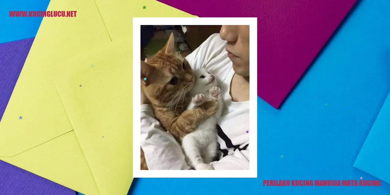 Perilaku Kucing manusia mata kucing