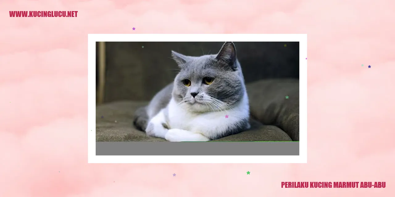 Kucing Marmut Abu-abu