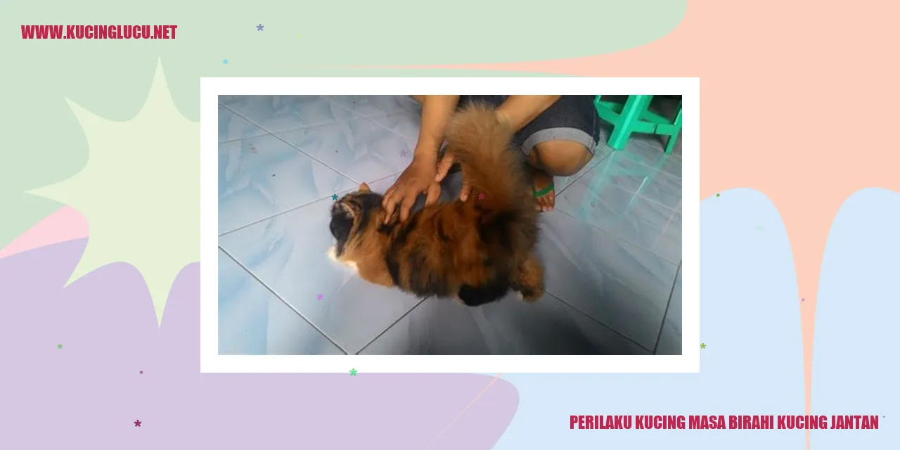 Perilaku Kucing Masa Birahi